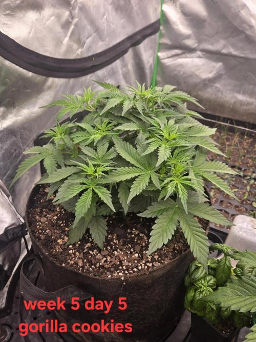 Gorilla Cookies 🦍🍪 ~ 420FastBuds. Week 4 - Week 4 day 5
