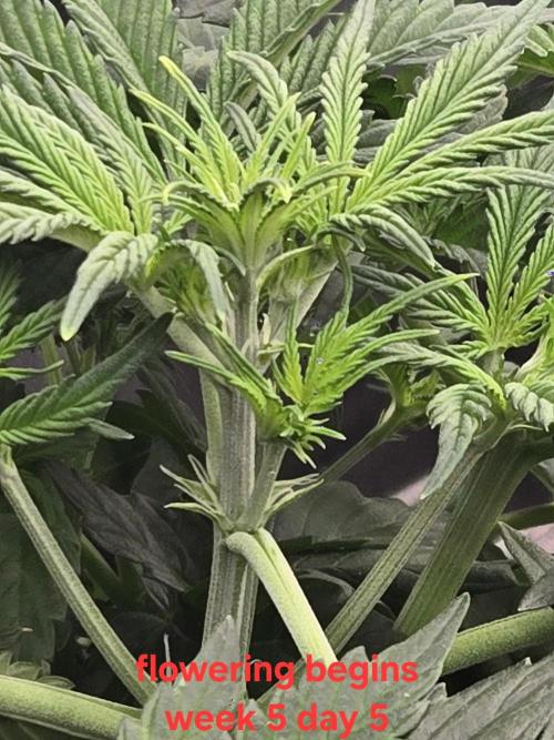 Gorilla Cookies 🦍🍪 ~ 420FastBuds. Week 4 - Week 4 day 5! We got flowering!