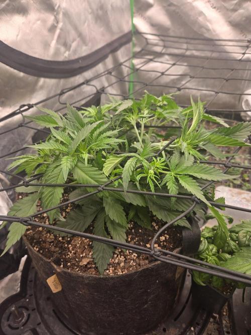 Gorilla Cookies 🦍🍪 ~ 420FastBuds. Week 5 - Start of week 5! Woo! Looking great. Got the scrog net up and going 🙂 