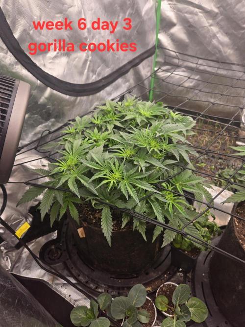 Gorilla Cookies 🦍🍪 ~ 420FastBuds. Week 5 - Week 5 Day 3! 