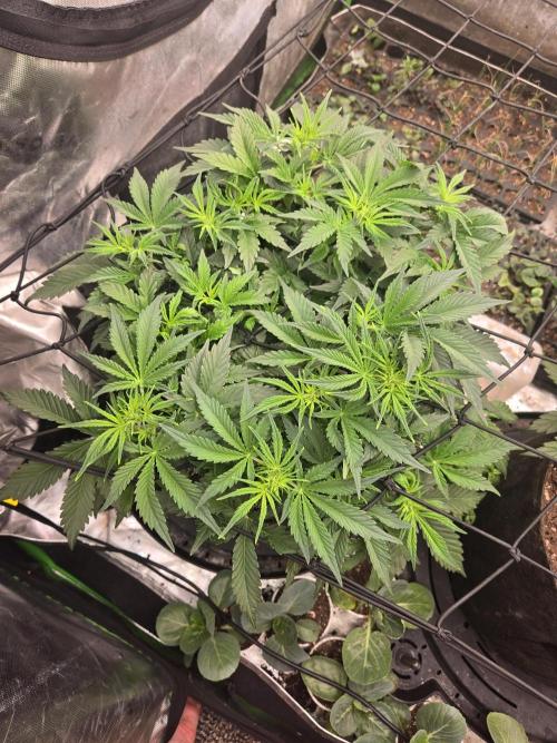 Gorilla Cookies 🦍🍪 ~ 420FastBuds. Week 5 - Top view of week 5 day 3
