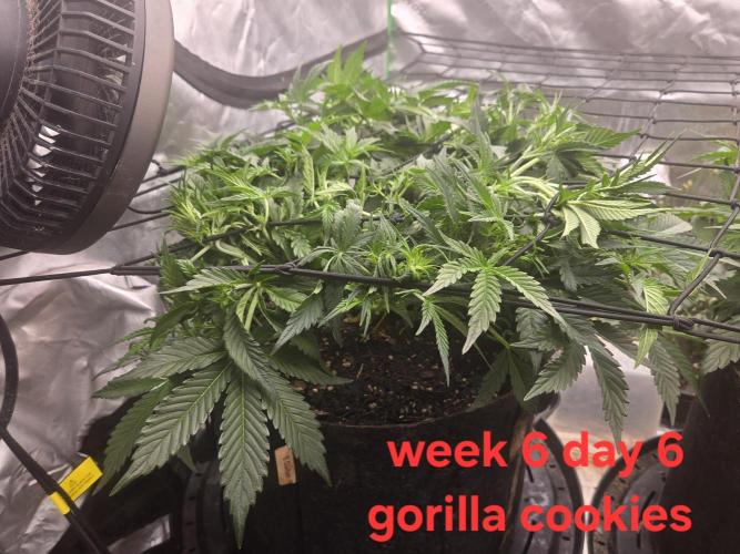 Gorilla Cookies 🦍🍪 ~ 420FastBuds. Week 5 - Last day of week 5. I took this picture after tucking some nodes.