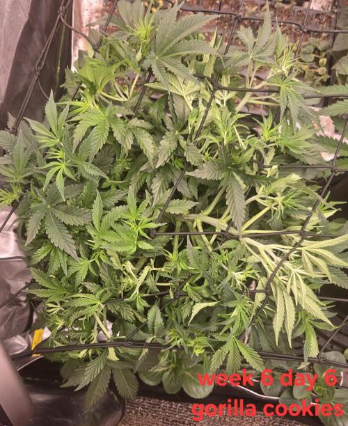 Gorilla Cookies 🦍🍪 ~ 420FastBuds. Week 5 - Getting big and bushy real fast. Ive been slowly lollipoping the plant.