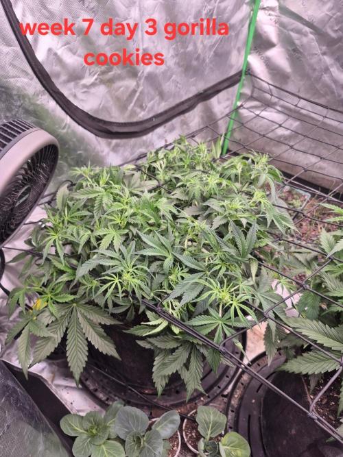 Gorilla Cookies 🦍🍪 ~ 420FastBuds. Week 6 - Week 6 day 2
(Labeled wrong on pic)