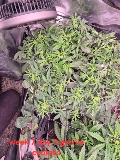 Gorilla Cookies 🦍🍪 ~ 420FastBuds. Week 6 - Week 6 day 2 top view (labeled wrong on pic)