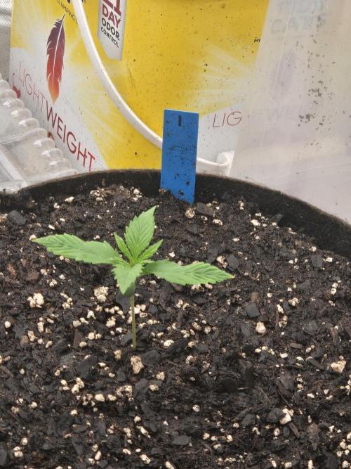Girl Scout Cookies Auto. Week 2