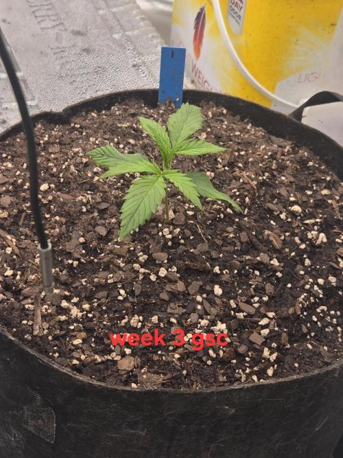 Girl Scout Cookies- 420FastBuds Strain. Week 3 - Week 2! 
