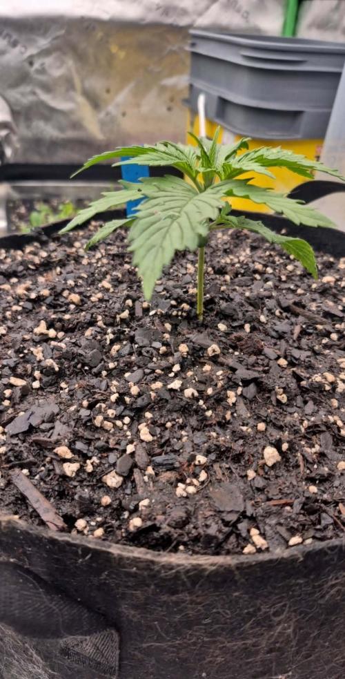 Girl Scout Cookies- 420FastBuds Strain. Week 3 - I see that little curled leaf