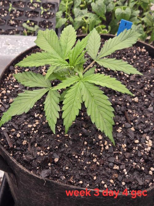 Girl Scout Cookies- 420FastBuds Strain. Week 3 - She recovered! Before LST