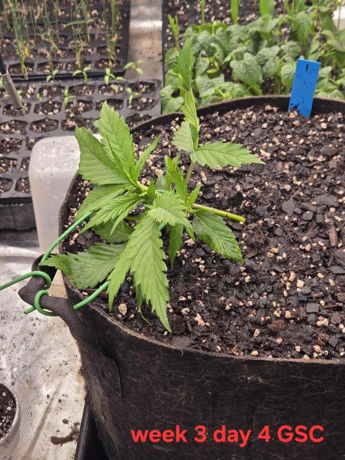 Girl Scout Cookies Auto. Week 3