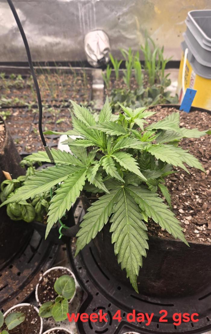 Girl Scout Cookies- 420FastBuds Strain. Week 4 - There she is :)