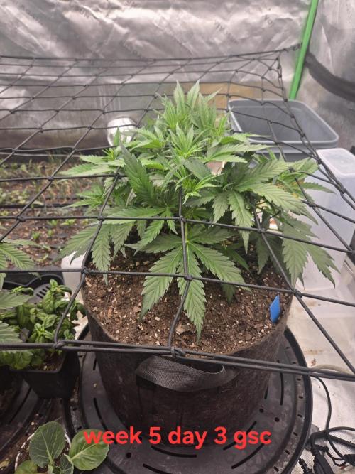 Girl Scout Cookies- 420FastBuds Strain. Week 5 - Growing good
