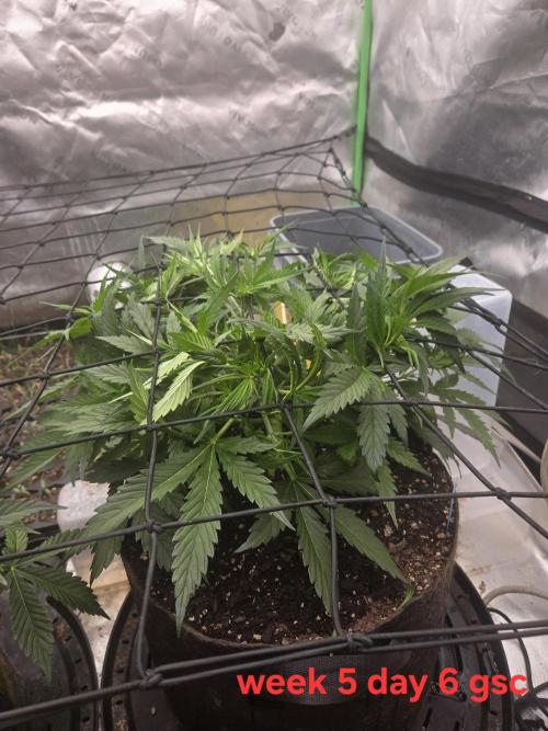 Girl Scout Cookies Auto. Week 5