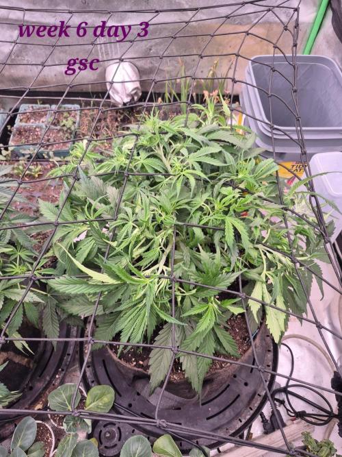 Girl Scout Cookies Auto. Week 6
