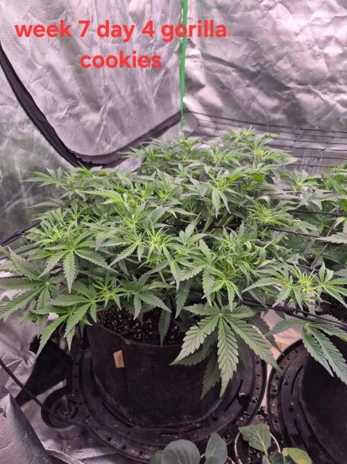 Gorilla Cookies 🦍🍪 ~ 420FastBuds. Week 6 - Week 6 day 4