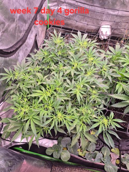 Gorilla Cookies 🦍🍪 ~ 420FastBuds. Week 6 - Week 6 day 4 top view