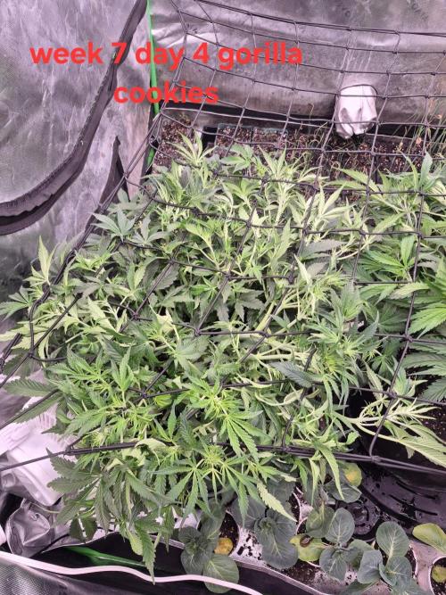Gorilla Cookies 🦍🍪 ~ 420FastBuds. Week 6 - Week 6 day 4 after tucking 