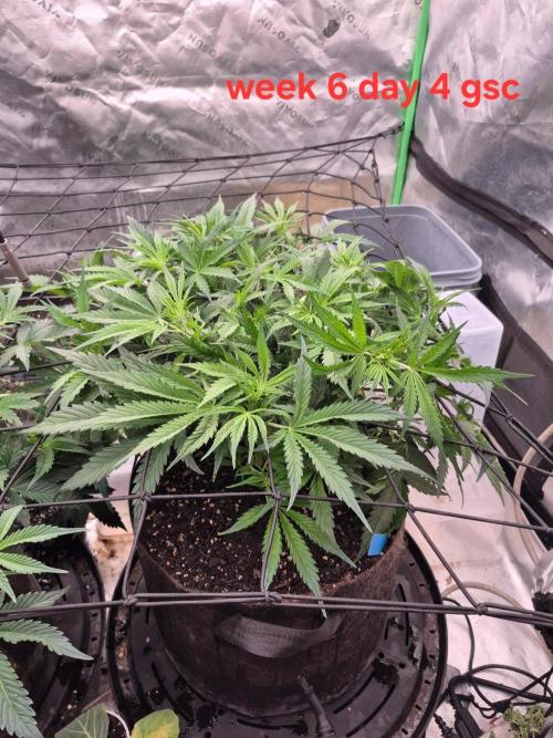 Girl Scout Cookies- 420FastBuds Strain. Week 6 - Week 6 day 4