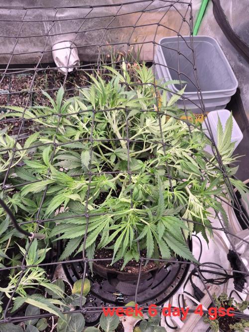 Girl Scout Cookies Auto. Week 6