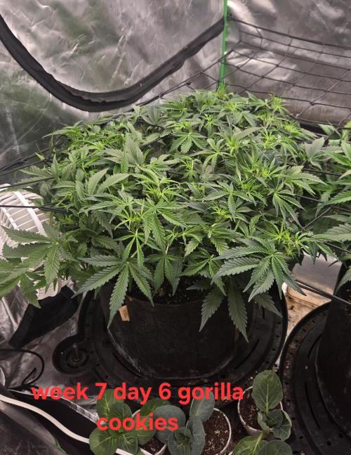 Gorilla Cookies 🦍🍪 ~ 420FastBuds. Week 6 - Week 6 Day 6 seeing more white pistils!