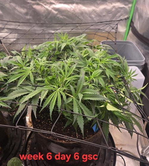 Girl Scout Cookies Auto. Week 6