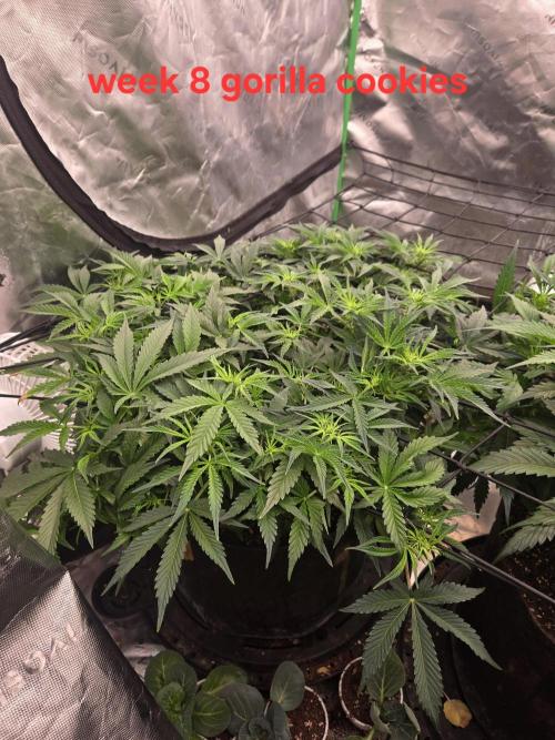 Gorilla Cookies 🦍🍪 ~ 420FastBuds. Week 7 - Week 7! 
