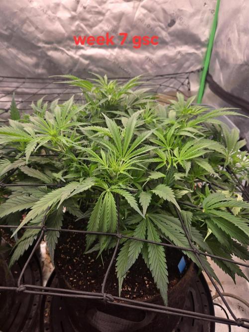 Girl Scout Cookies Auto. Week 7