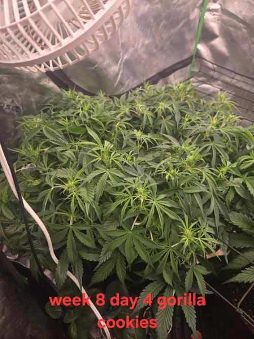 Gorilla Cookies 🦍🍪 ~ 420FastBuds. Week 7 - Week 7 day 4. Big plant with a good bit of bud sites. Impressive