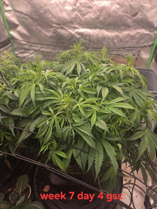Girl Scout Cookies Auto. Week 7