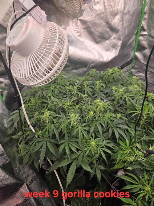 Gorilla Cookies 🦍🍪 ~ 420FastBuds. Week 8 - Week 8!