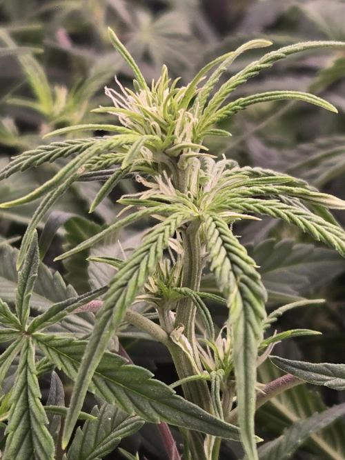 Gorilla Cookies 🦍🍪 ~ 420FastBuds. Week 8 - Week 8 bud view