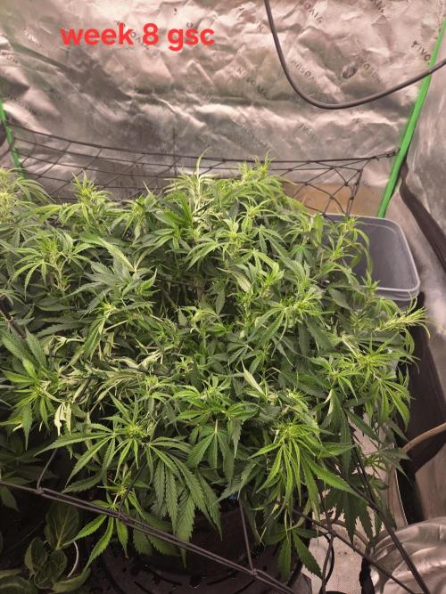 Girl Scout Cookies Auto. Week 8