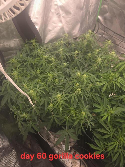 Gorilla Cookies 🦍🍪 ~ 420FastBuds. Week 8 - Week 8 day 4