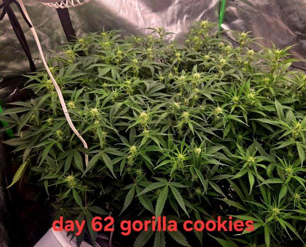 Gorilla Cookies 🦍🍪 ~ 420FastBuds. Week 8 - Week 8 day 6