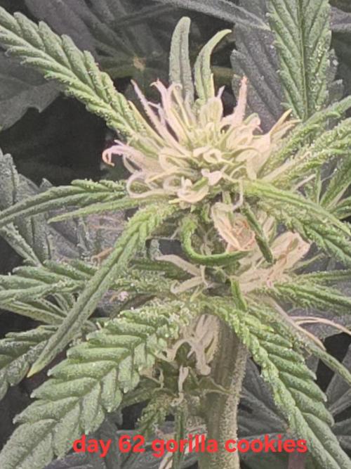 Gorilla Cookies 🦍🍪 ~ 420FastBuds. Week 8 - Week 8 day 6 bud view