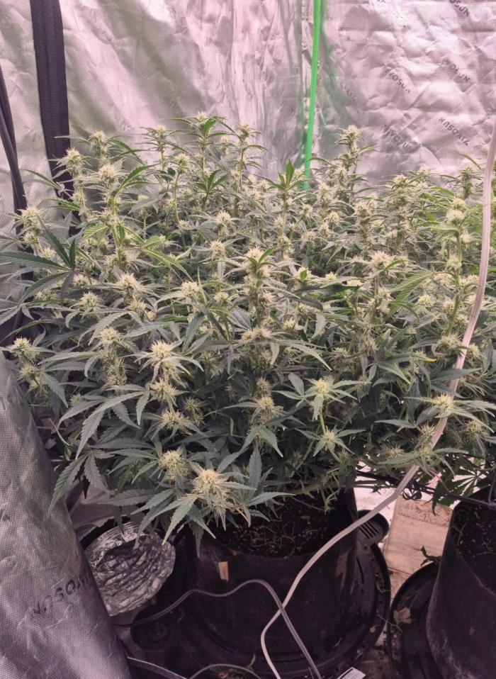 Gorilla Cookies 🦍🍪 ~ 420FastBuds. Week 10 - Week 10!