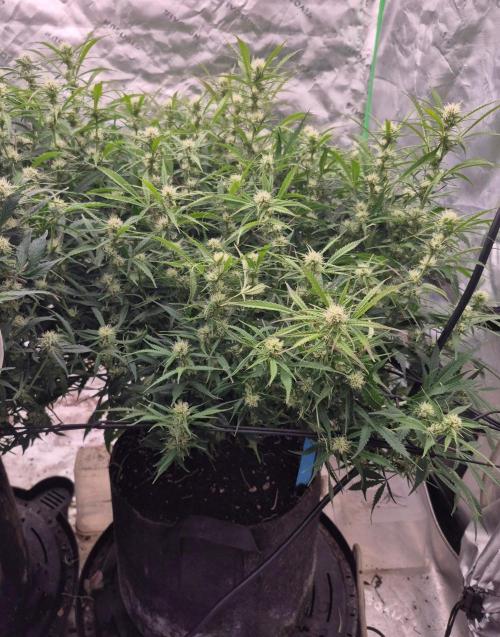 Girl Scout Cookies Auto. Week 9