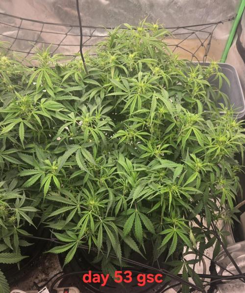 Girl Scout Cookies- 420FastBuds Strain. Week 8 - After tucking. Recovered well.