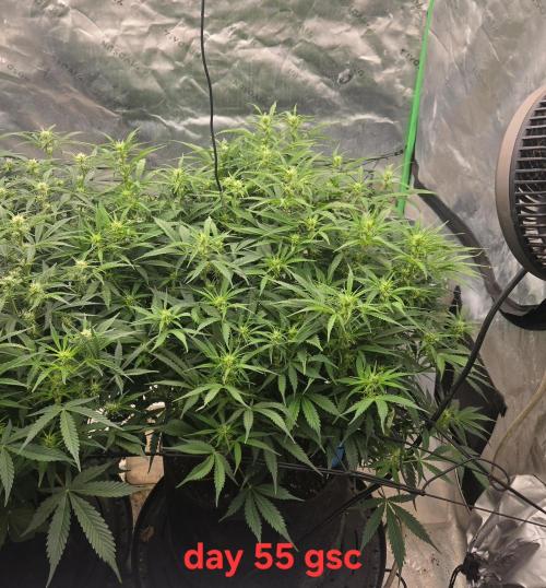 Girl Scout Cookies- 420FastBuds Strain. Week 8 - Grow plant grow