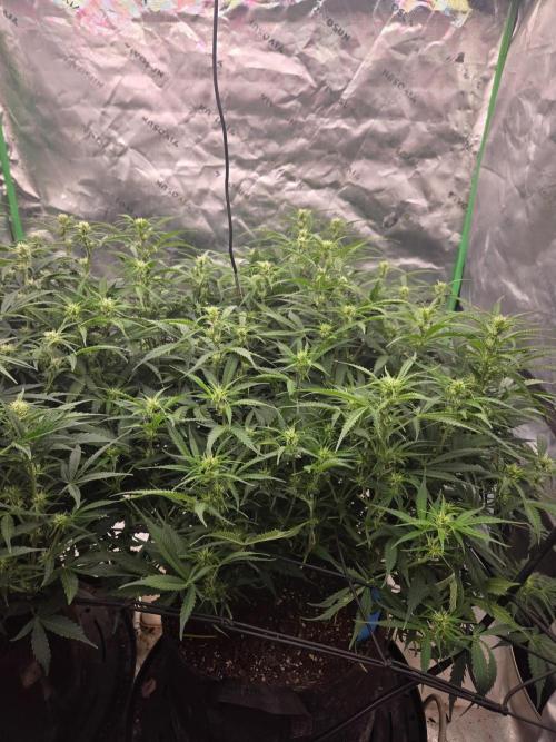 Girl Scout Cookies- 420FastBuds Strain. Week 8 - Shes getting so big ?