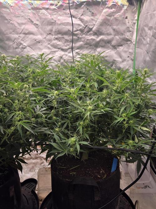 Girl Scout Cookies- 420FastBuds Strain. Week 8 - Classic sativa leaning plant in appearance 