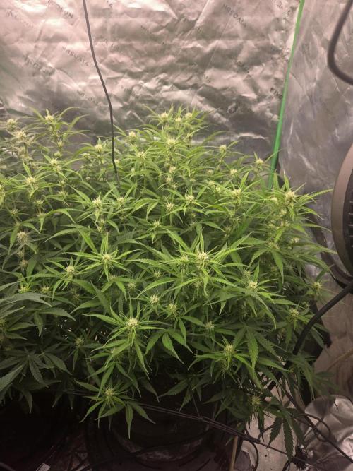 Girl Scout Cookies Auto. Week 8
