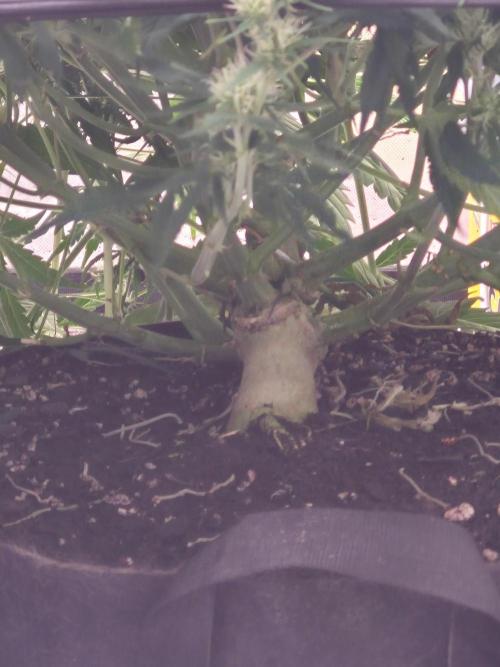 Girl Scout Cookies Auto. Week 9