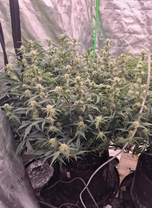 Gorilla Cookies 🦍🍪 ~ 420FastBuds