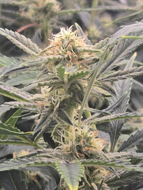 Gorilla Cookies 🦍🍪 ~ 420FastBuds. Week 10 - Getting bigger buds