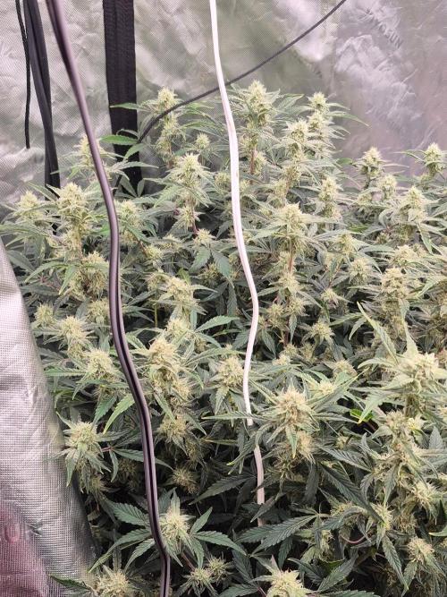 Gorilla Cookies 🦍🍪 ~ 420FastBuds. Week 11 - Coming along