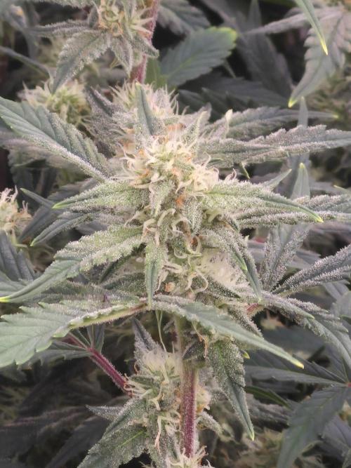 Gorilla Cookies 🦍🍪 ~ 420FastBuds. Week 11 - Bud view