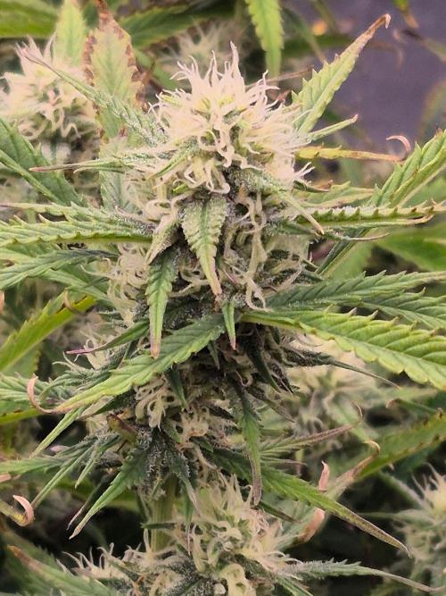 Girl Scout Cookies- 420FastBuds Strain. Week 10 - Bud view