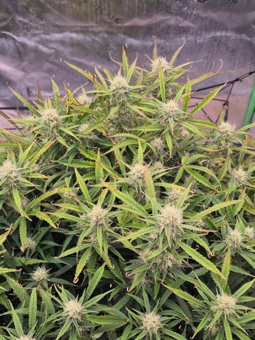 Girl Scout Cookies- 420FastBuds Strain. Week 10 - Uh oh