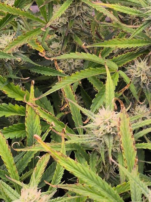 Girl Scout Cookies- 420FastBuds Strain. Week 10 - Nute burn and light burn